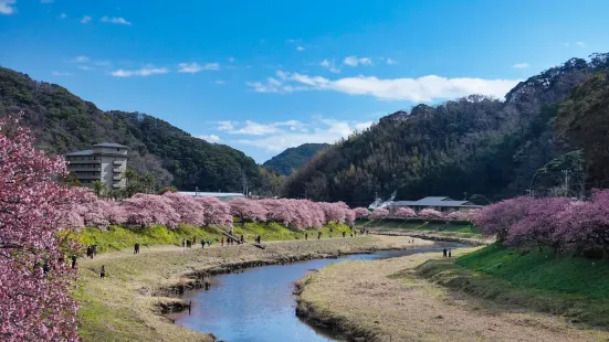 Festival of cherry blossom and rapa flowers in Southern Izu