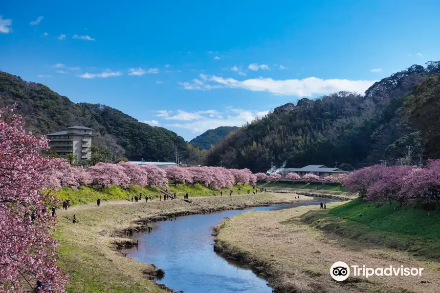 Festival of cherry blossom and rapa flowers in Southern Izu