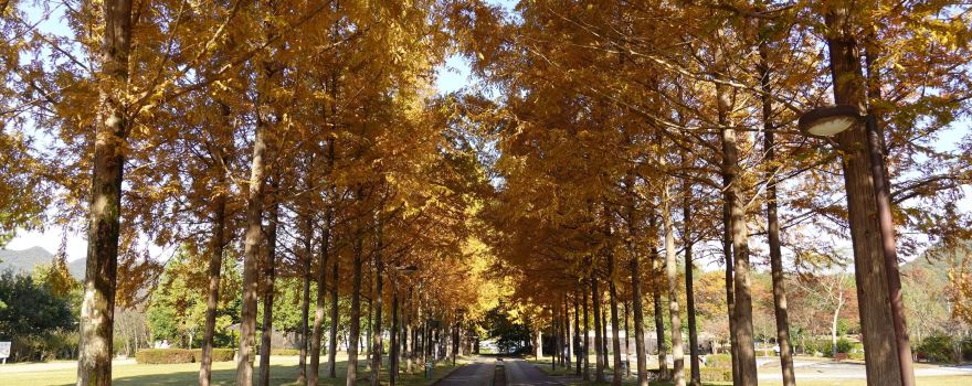 Japan Heso Park