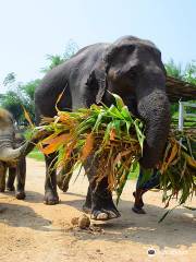 Elephant Retirement Park Phuket