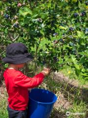 Blueberry Country Ltd.