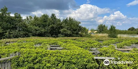 Kalvehave Labyrintpark