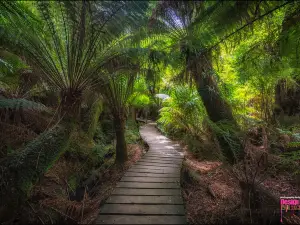 Maits Rest Rainforest