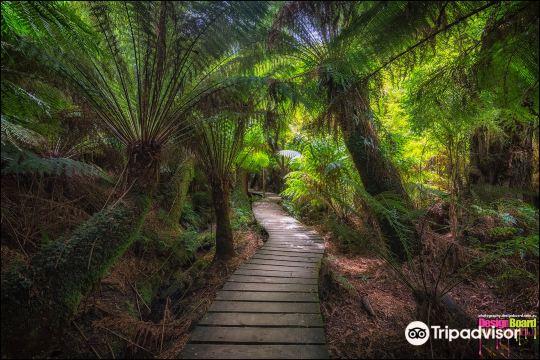 Maits Rest Rainforest