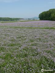 Soja Furusato Sizennomichi （walking trail）