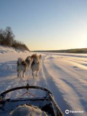 Shaman Huskies