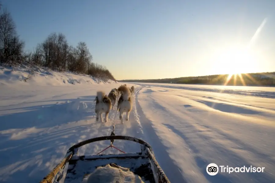 Shaman Huskies