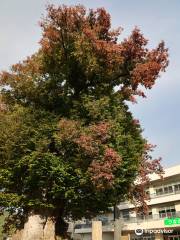 Large Zelkova of Higashine