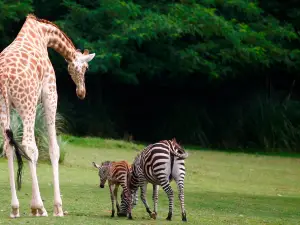 Zoo de Champrepus