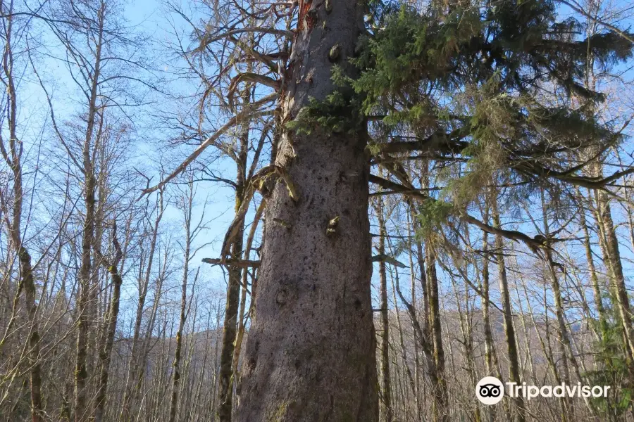 Giant Spruce Park