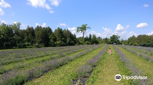 Terre Bleu Lavender Farm