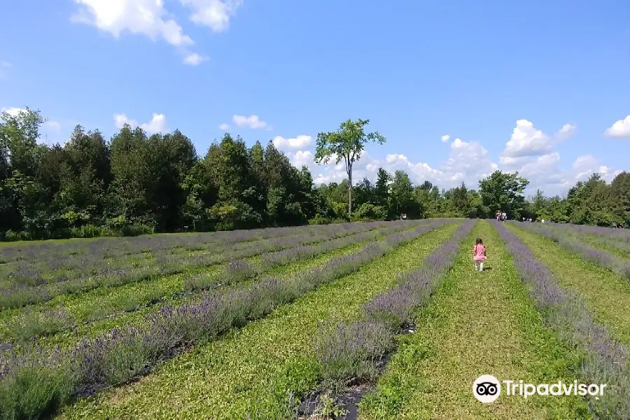 Terre Bleu Lavender Farm