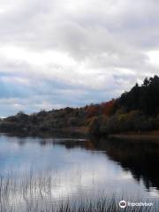 Dromore Wood Nature Reserve