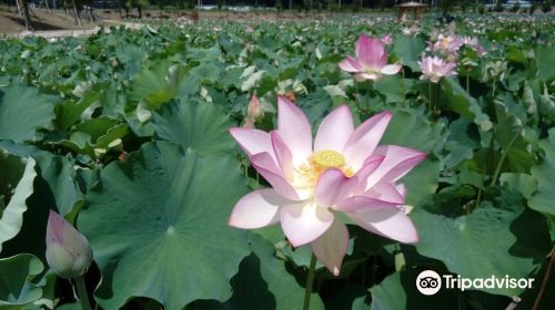 咸安蓮花主題公園