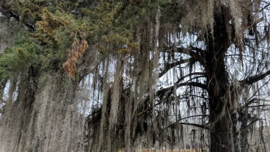 Caddo Lake National Wildlife Refuge