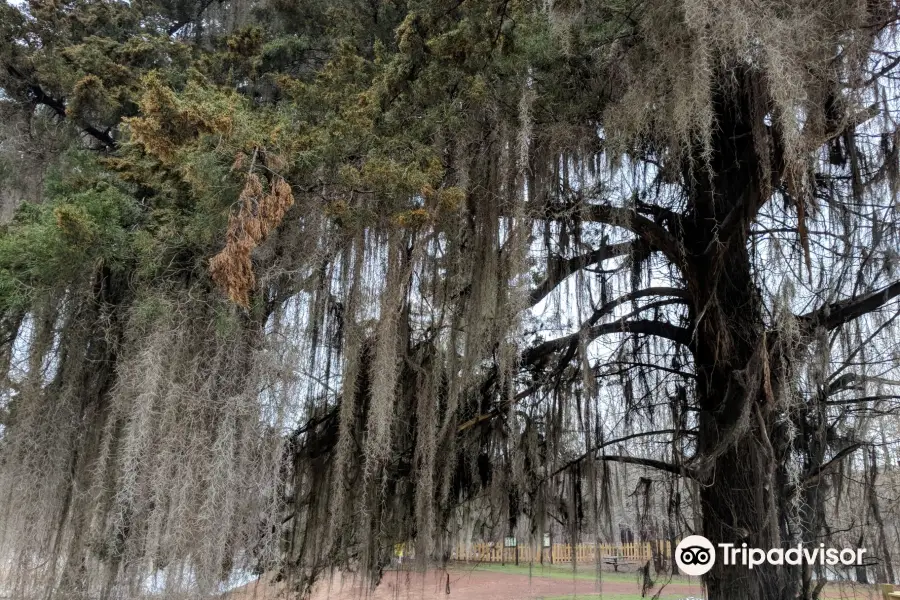 Caddo Lake National Wildlife Refuge