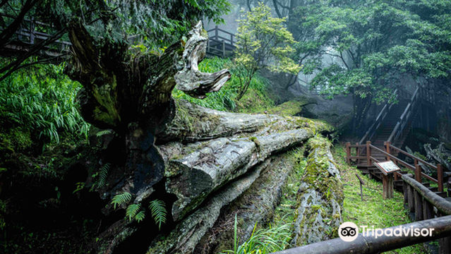 Alishan Sacred Tree Relics