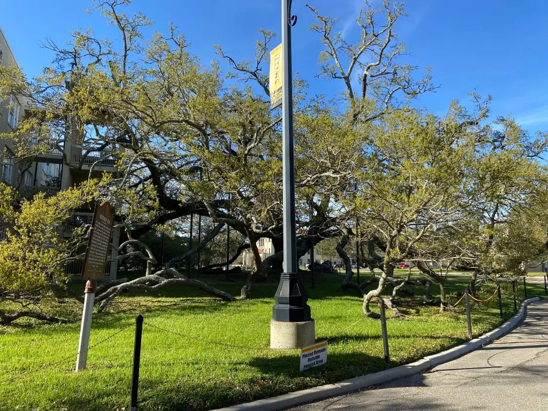 Hotels near Friendship Oak