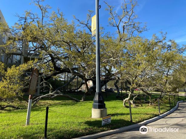 Friendship Oak