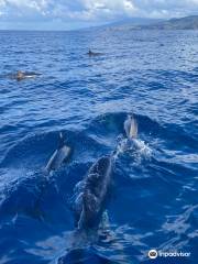 Excursion Dauphin Martinique et baleine avec David Dauphins