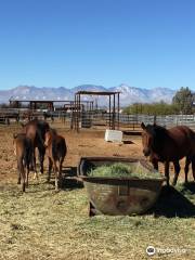 Ridgecrest Regional Wild Horse & Burro Corrals