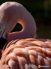 Welsh Mountain Zoo