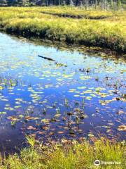 Spruce Bog Boardwalk Trail