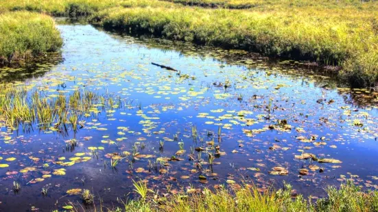 Spruce Bog Boardwalk Trail