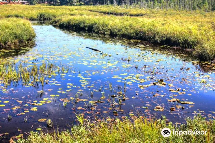 Spruce Bog Boardwalk Trail