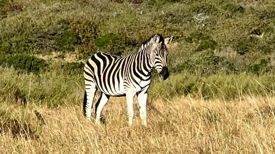 Inkwenkwezi Private Game Reserve