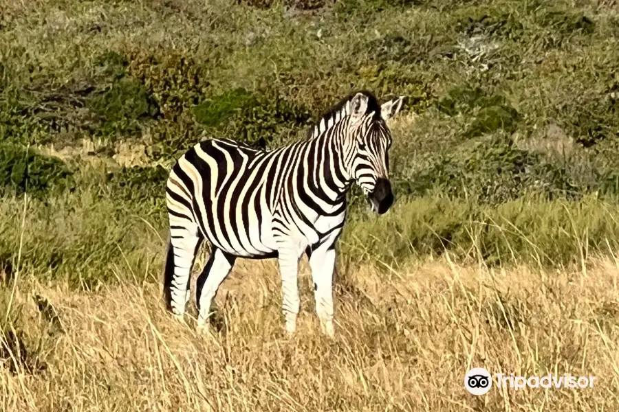 Inkwenkwezi Private Game Reserve