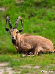 Hatari Wildlife Park