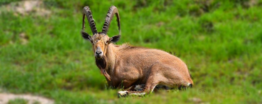 Hatari Wildlife Park