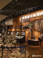 Tamba Dinosaurs Fossil Studio Chitan Museum