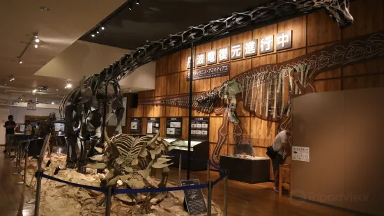 Tamba Dinosaurs Fossil Studio Chitan Museum