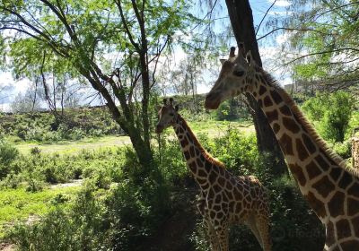 哈勒公園