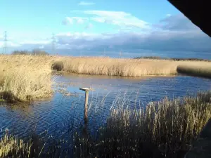 RSPB Newport Wetlands