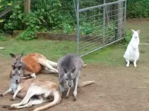 Outback Kangaroo Farm