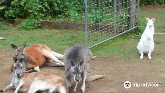 The Outback Kangaroo Farm