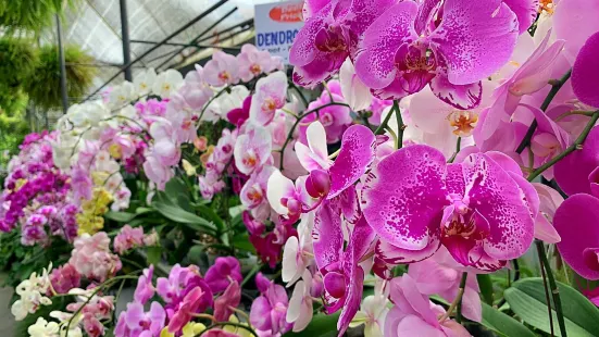 World of Phalaenopsis | Ulu Yam