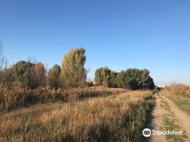 Vacaresti Park Nature
