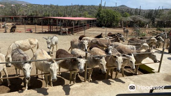 Donkey Sanctuary Aruba