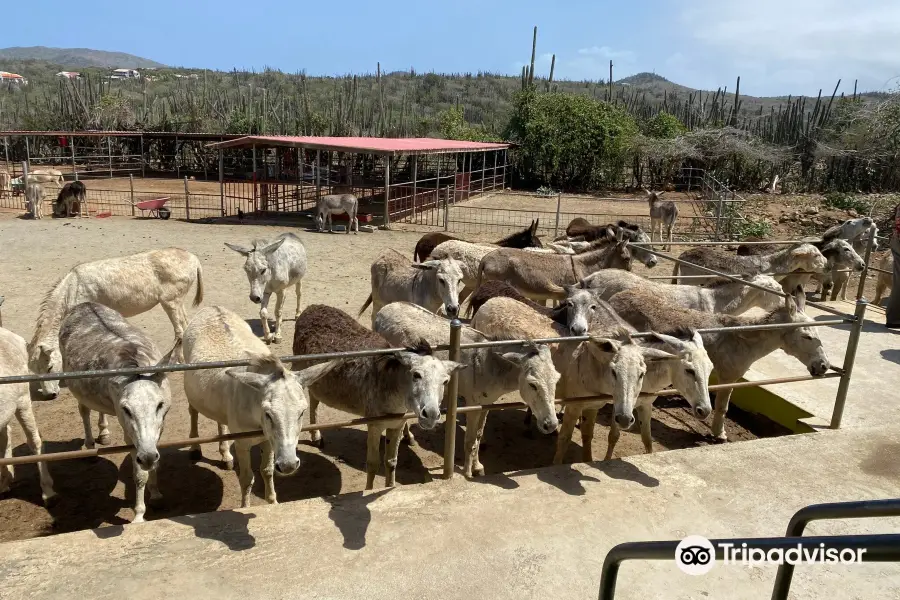 Donkey Sanctuary Aruba