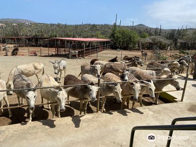 Donkey Sanctuary Aruba