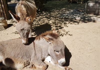 Allwetterzoo Munster