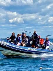 Dolphin Events RIB-Adventure