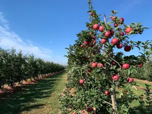 Cherry Hill Orchards