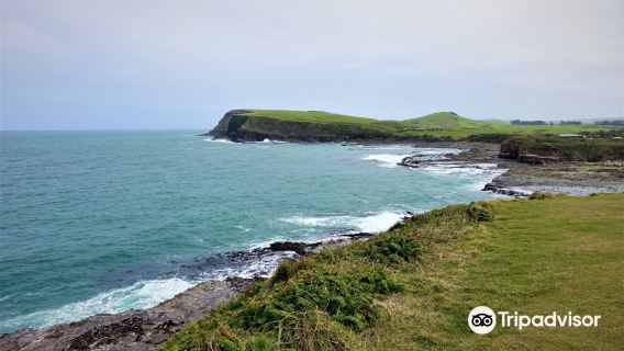 Curio Bay Cliffs