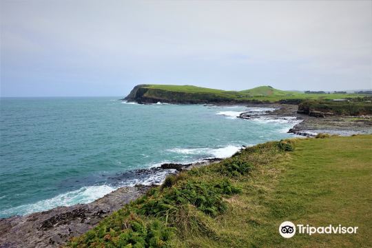Curio Bay Cliffs