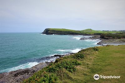 Curio Bay Cliffs